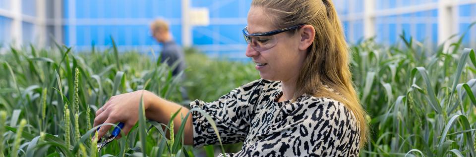 Medewerker tussen de planten met veiligheidsbril bij extern bedrijf