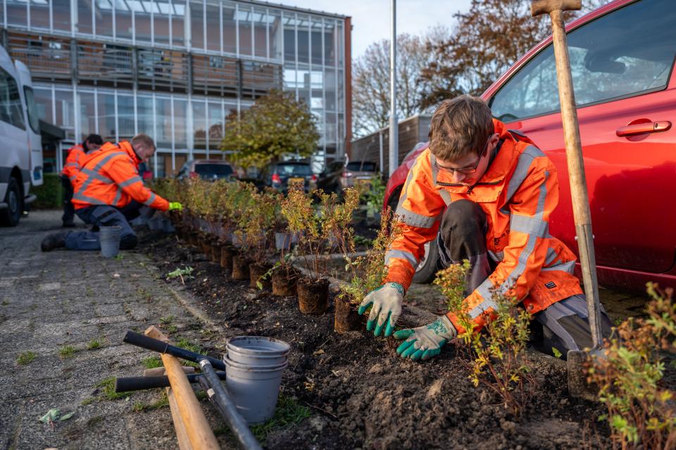 twee medewerkers in werkkleding stoppen boompjes in de grond