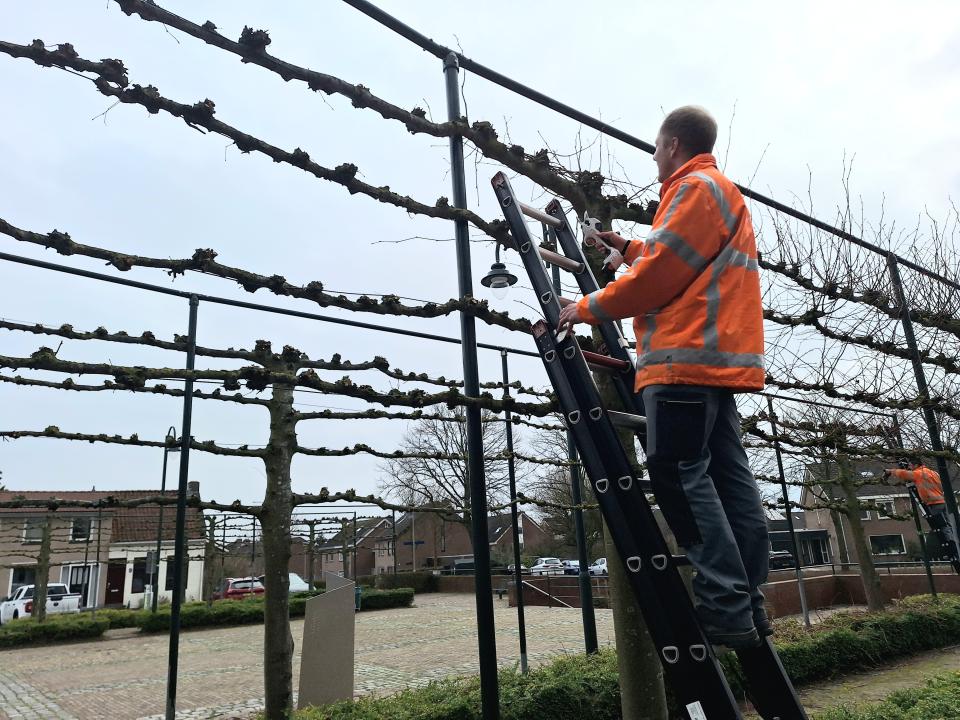 Medewerker groen die stage loopt